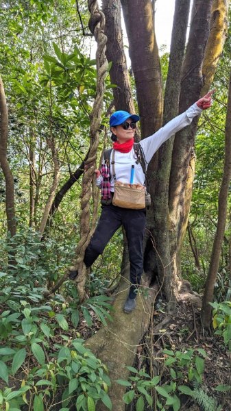 東勢大崙、東勢坑山、觀音湖山O走2986341