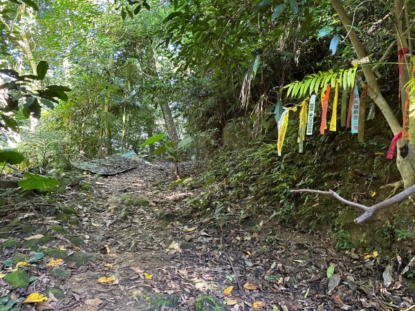 金山面山連走金面山2194567