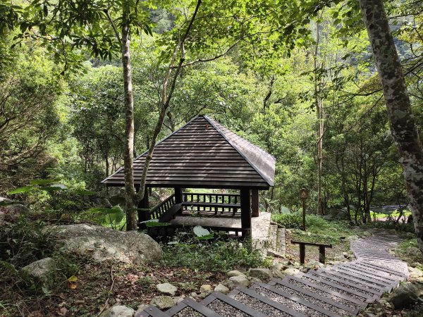 [百山百鳥尋旅-07/15] 2025_0831 八仙山國家森林遊樂區步道群2875973