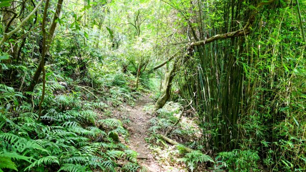 石碇大崙,人頭面山,獅公髻尾山2800419