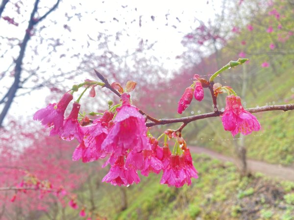 賞花順撿永興村、大車路    2024/01/242409999