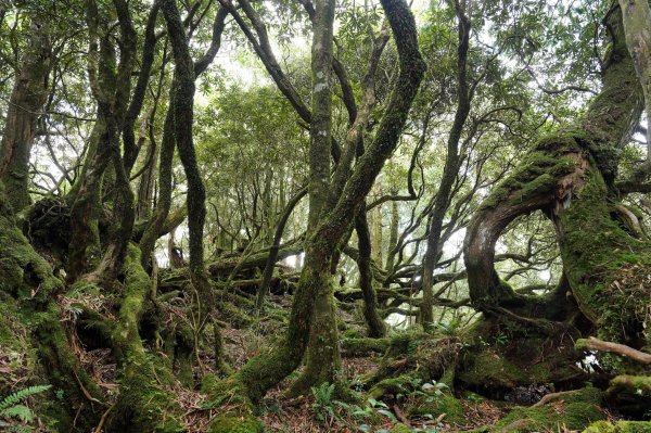 新北 烏來 山車廣山、檜山2567393