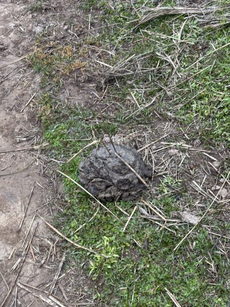 陽明山東西大縱走-東段2984518