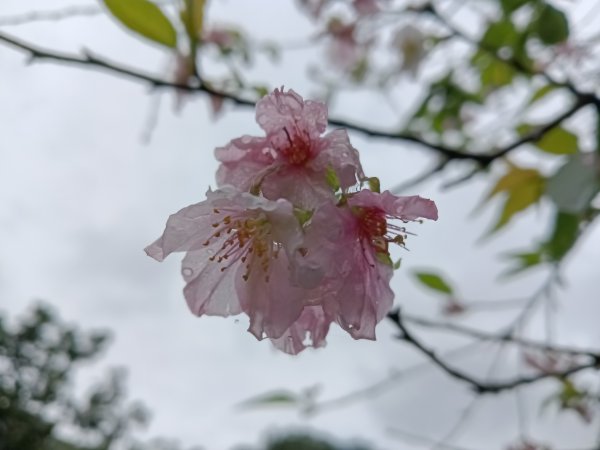 雙溪區中坑古道+大夯瀑布+中坑東山+中坑東山尾稜O型2921512