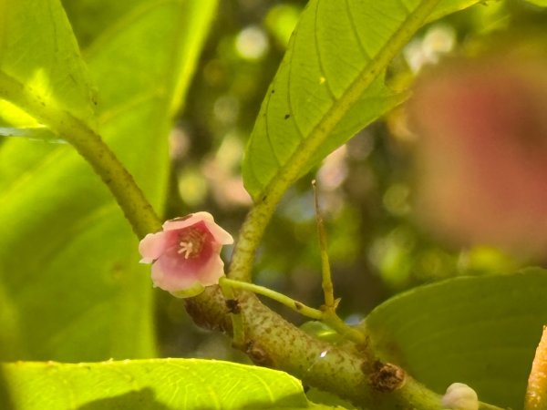 生態環境豐富的仁山植物園 感受鑑湖秋月-梅花湖的魅力2953851