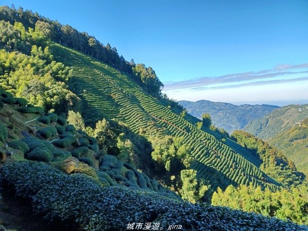 【南投。竹山】茶園竹林巨木櫻花景緻很美(四連峰)。 小百岳集起來。 編號54小百岳金柑樹山1624800