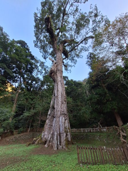 神木村千年樟木202512112959519