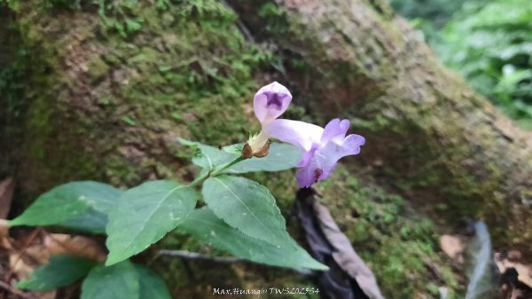 《新竹》斷崖神木｜北得拉曼步道小P繞202510172917598