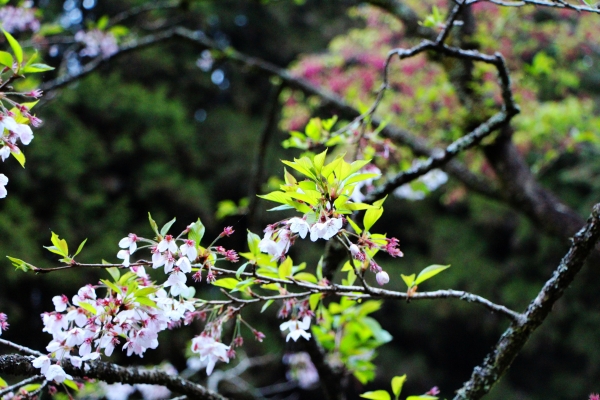 阿里山櫻花 唯美詩韻 ~ 高山+鐵道+神木+湖水 ...265526