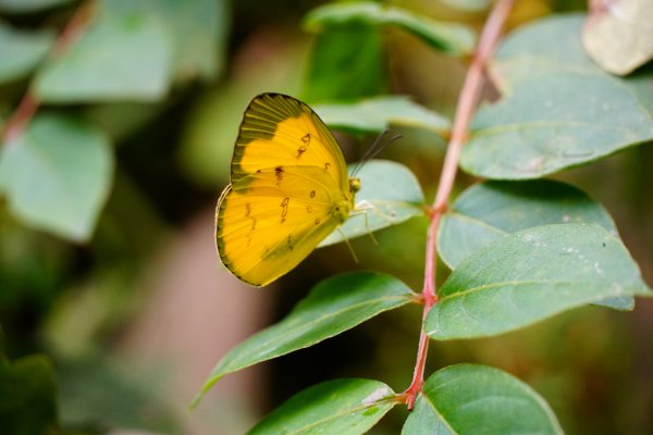 埔里彩蝶瀑布之國姓鄉眉冷山及糯米橋1466198
