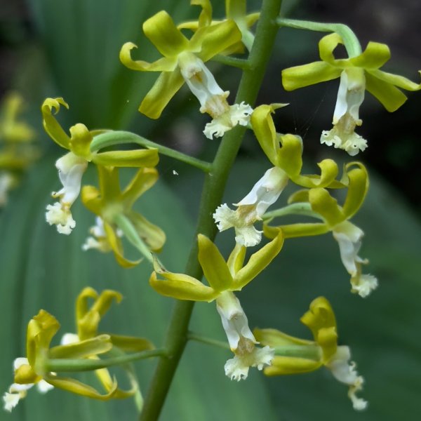 雪山尾稜全段二刷2380135