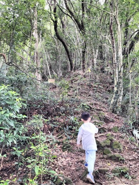 關西赤柯山、東獅頭山步道2262831