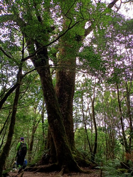 塔曼山：新北市第一高峰之樹的國度1860894