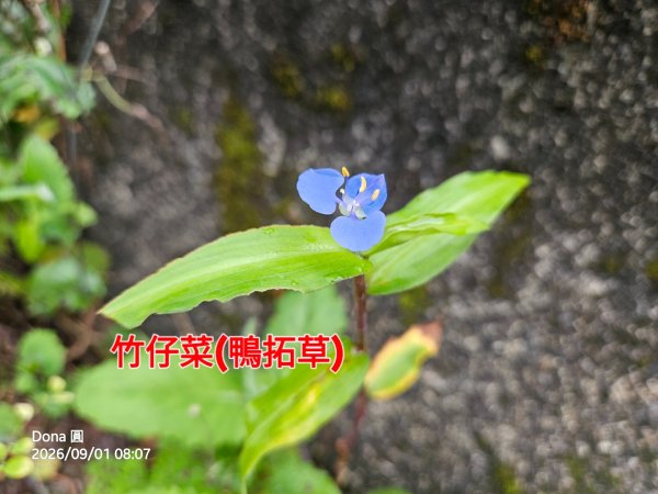 宜蘭燈篙林道.肖楠步道.雙月湖O走3114587