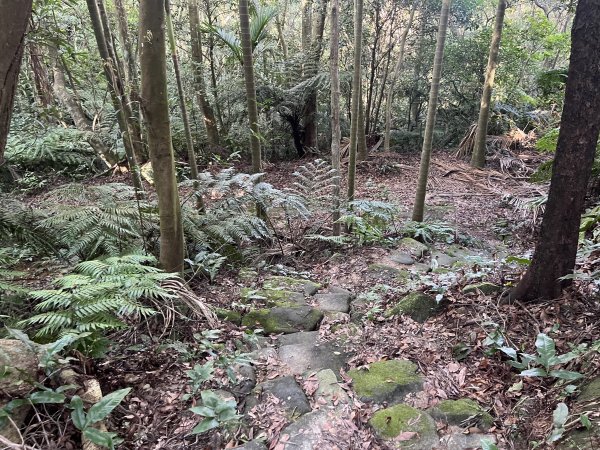 [微笑山線_第五段] 2025_0705 天上山系_五尖山2830322