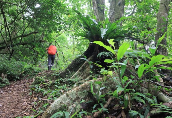 崩山大崙-石碇大崙2799075