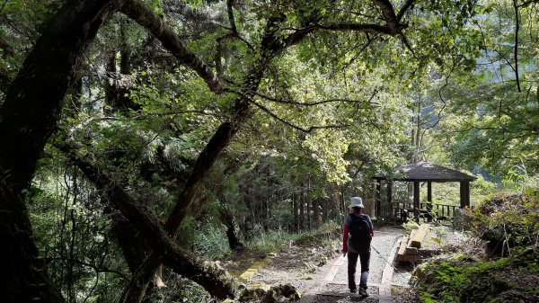 《南投》銀杏湖｜杉林溪青龍瀑布越嶺古道燕庵步道202210151880042