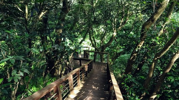 頂福巖森林步道(林口森林步道)2283305