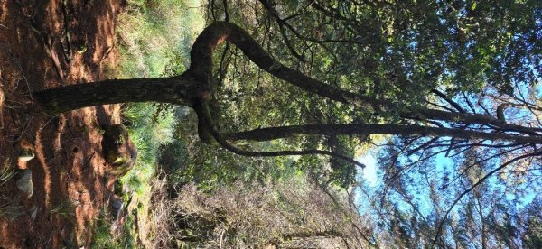 大雪山國家森林遊樂區賞楓／看神木／賞雪白山頭／賞大景2974253