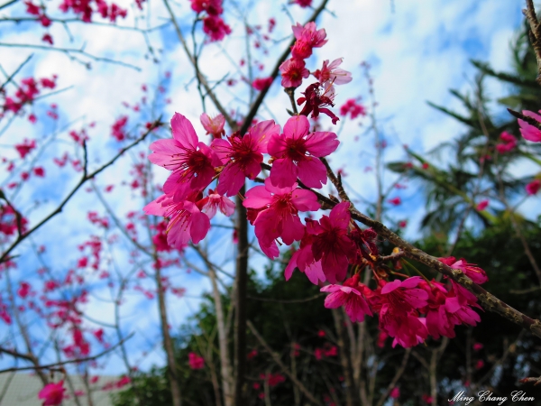 2015/01/25~角板山行館櫻花、梅花、小烏來瀑布12128