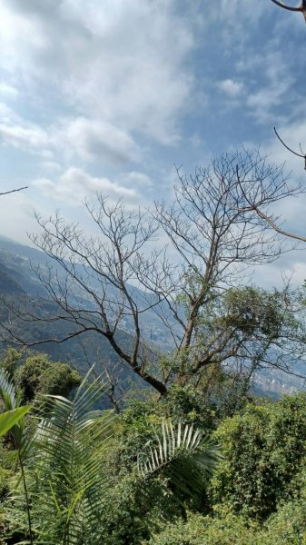 Cherry Blossom Season2013605