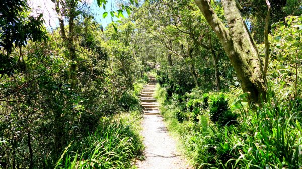 微笑山線烘爐地土地公段2860657