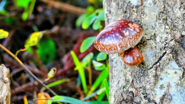 秋田縣八望台與生剝博物館2929752