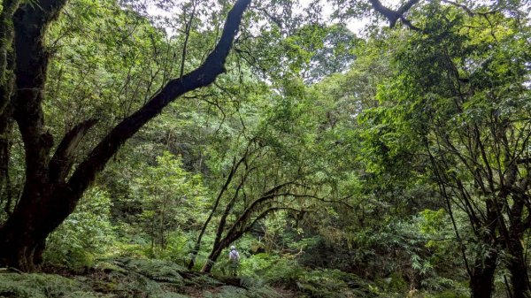鎮西堡巨木步道群 (B區)2861138