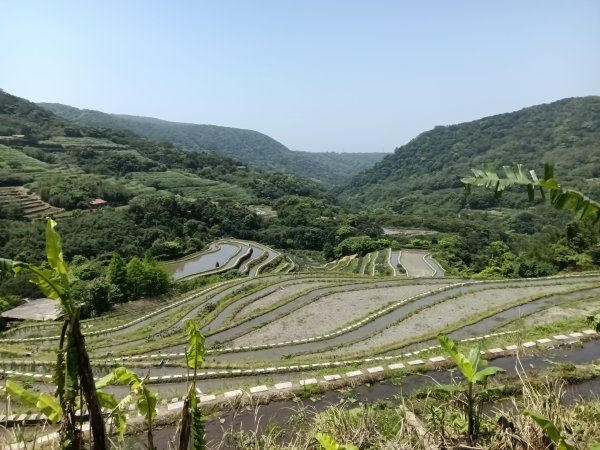 石門區嵩山百年水梯田鳶尾花祭+阡陌步道2763520