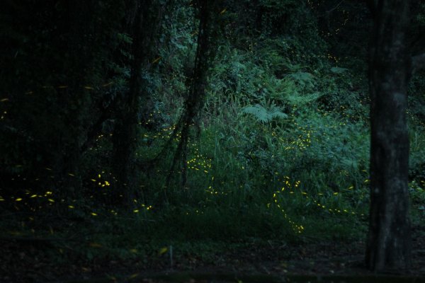 【林業新聞】奧萬大賞螢秘境～來去森林住一晚吧！