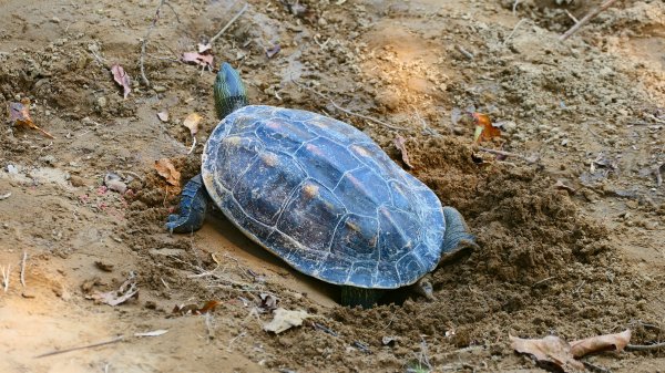 台南成大等3002039