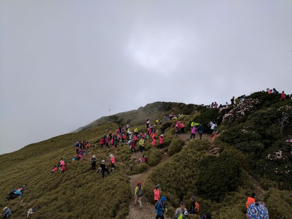 登合歡東峰賞高山杜鵑137128