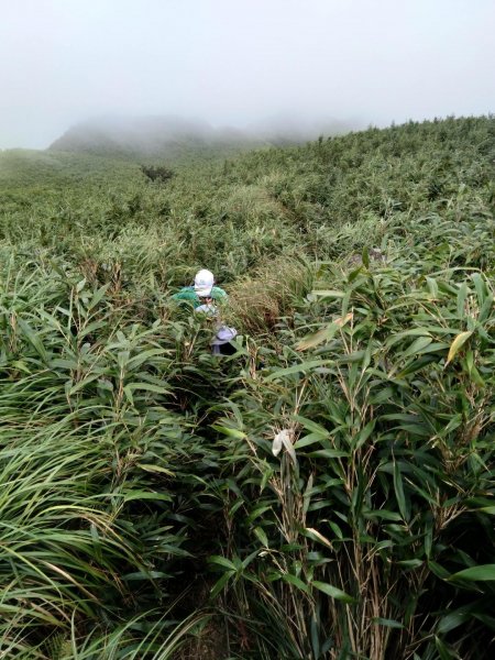 20190802 七星山北峰642230