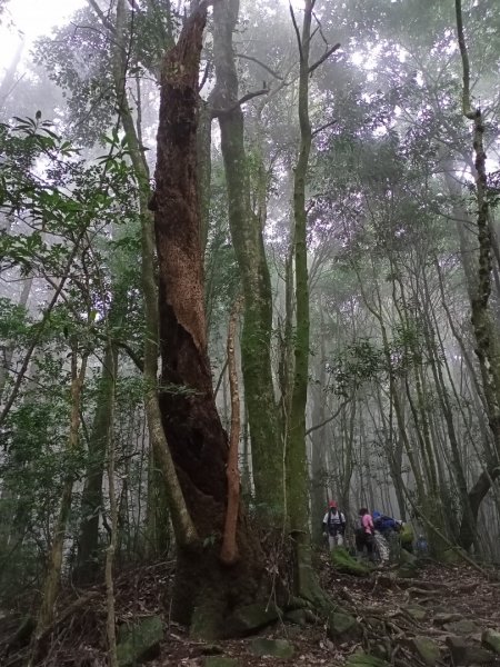 【谷關七熊,山林美境尋寶趣】屋我尾山步道1108303