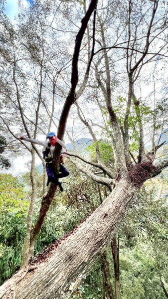 20251219八仙山+佳保台山(谷關三雌)2974412