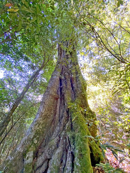 鳶嘴稍來神木、稍來山O型走20209151102474
