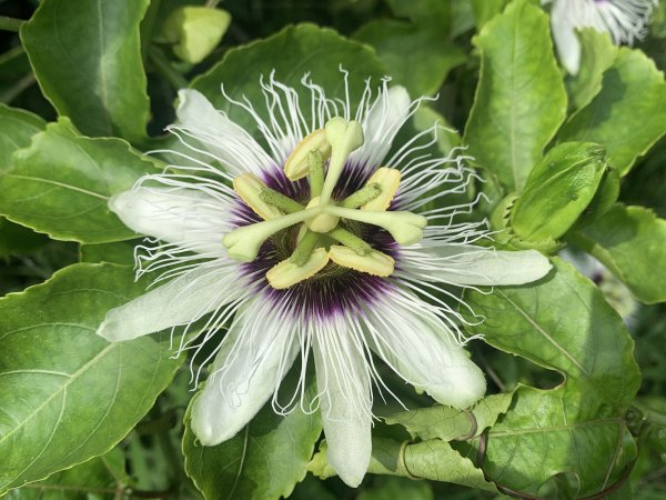 20240608高雄北旗尾南山-北旗尾山-旗尾山2523595