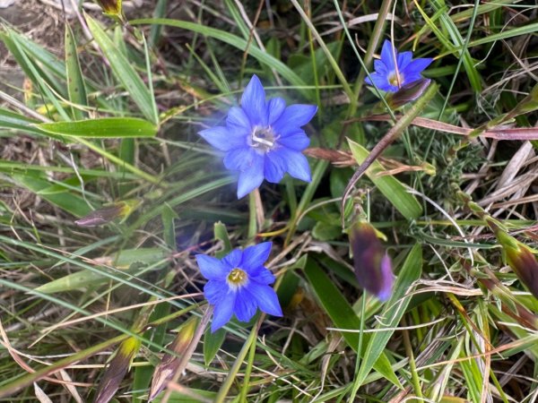 合歡山群峰（南峰、石門山、尖山、東峰）2626647