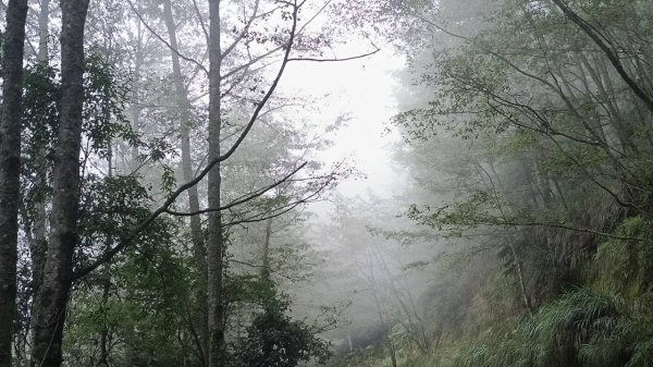20251010 大雪山國家森林遊樂區 - 船型山林道 登 烏石坑山2911054