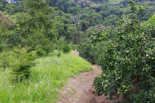 樟之細路縱走：北埔至銅鏡村1472324