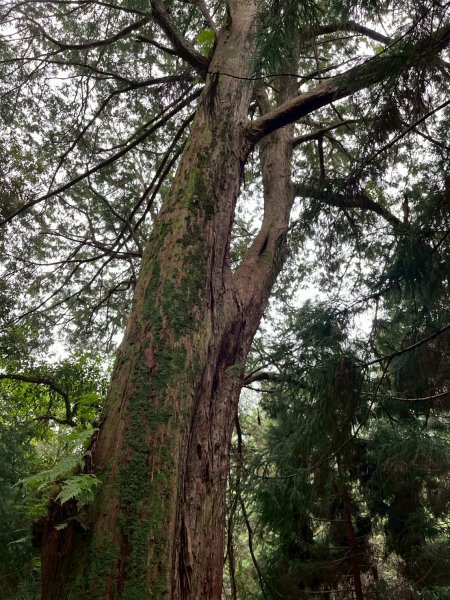 新竹 五峰 觀霧國家森林遊樂區 蜜月小徑+檜山巨木群步道2811467