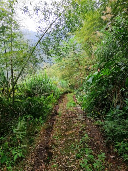 荒草漫漫。 #61小百岳~大湖尖山步道936906