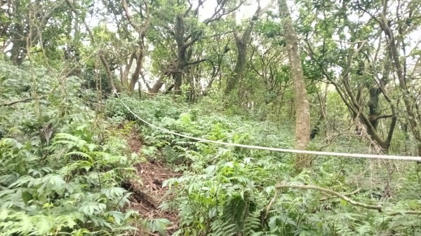 石門區北海道場-九芎林西北峰-九芎林山-土地公嶺古道O型3119062