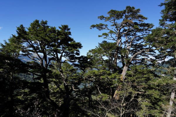 花蓮 秀林 奇萊北峰2338182