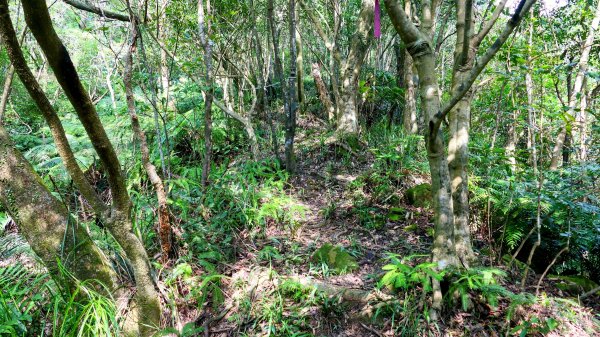 柯子林保甲路,如意湖,五指山古道2848885