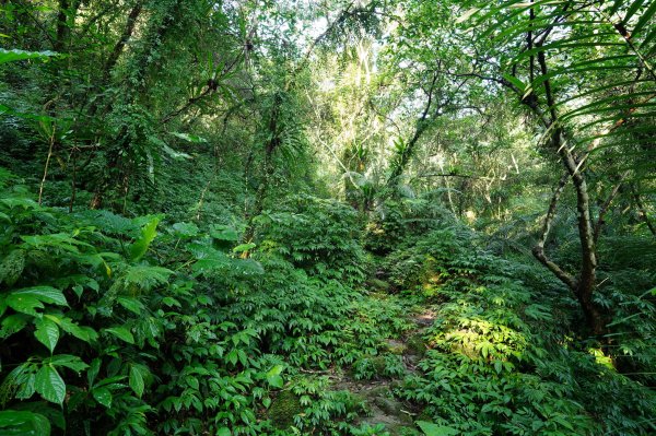 新北 石碇 西帽子岩、炙子頭山、溪邊寮山2551953