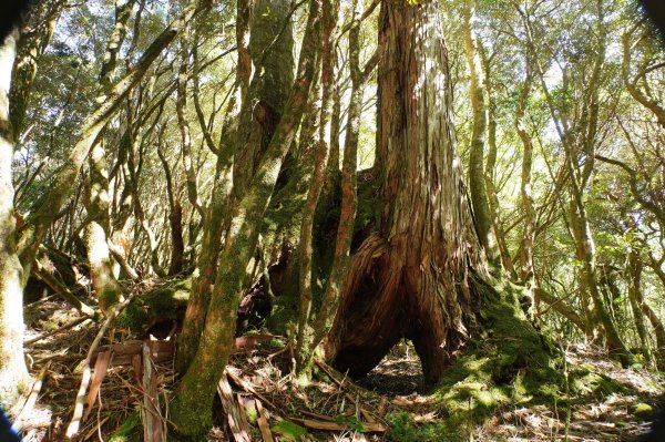 桃園 復興 把家灣山、低陸山2865363
