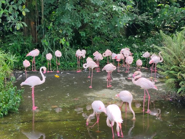 ［2023 健康大穀東］（30）：［台北市立動物園］（2023/9/5）2273459