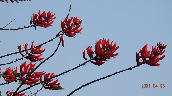 0405陽明山再見雲瀑，今年以來最滿意的一次1335937