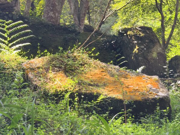 [百山百鳥尋旅-05/15] 2025_0830 溪頭賞鳥步道_銀杏步道2875515